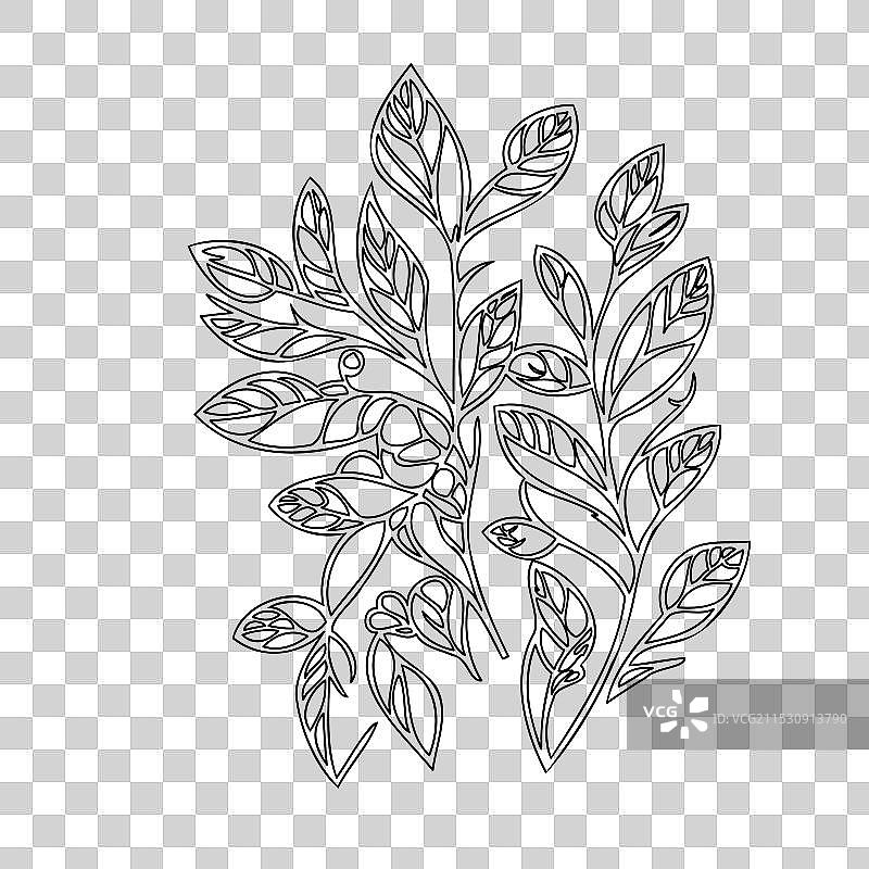 紫藤花植物素描轮廓图片素材