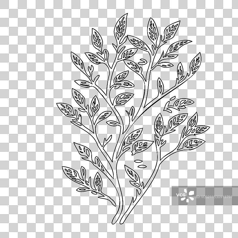 紫藤花植物素描轮廓图片素材