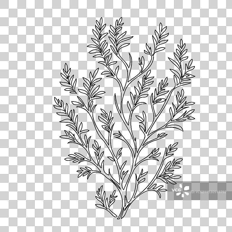 紫藤花植物素描轮廓图片素材