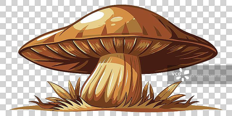 可食用蘑菇在白色背景上图片素材