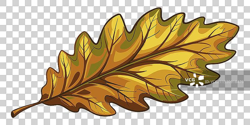 白色背景上的橡树叶图片素材