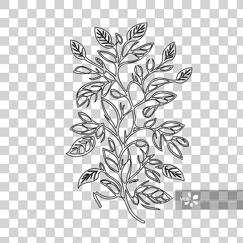 紫藤花植物素描轮廓图片素材