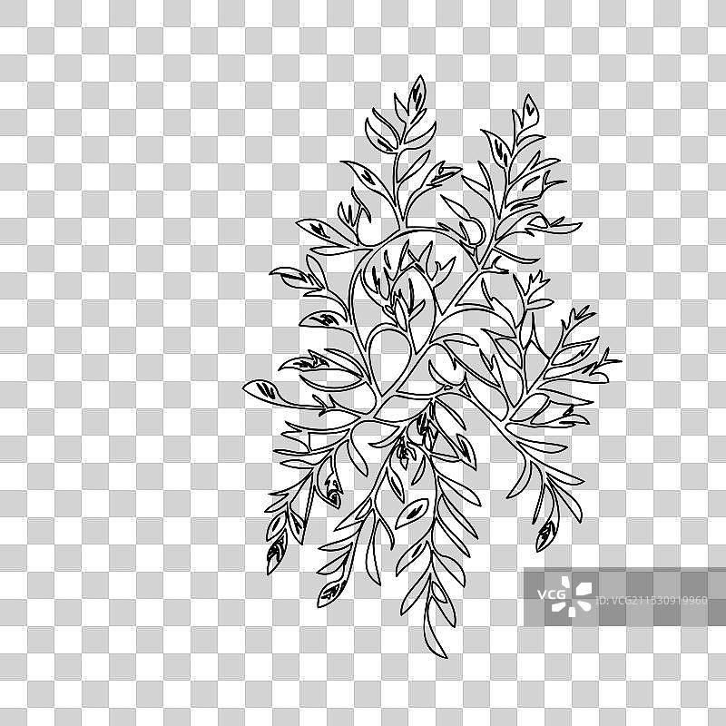 紫藤花植物素描轮廓图片素材