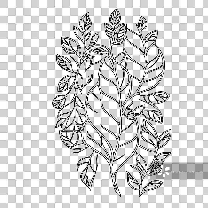 紫藤花植物素描轮廓图片素材