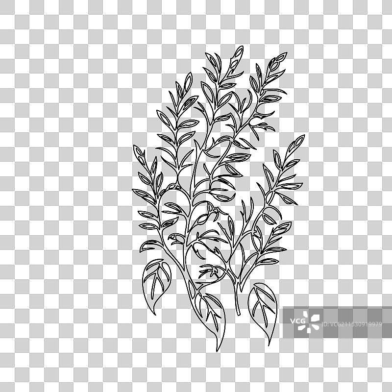 紫藤花植物素描轮廓图片素材