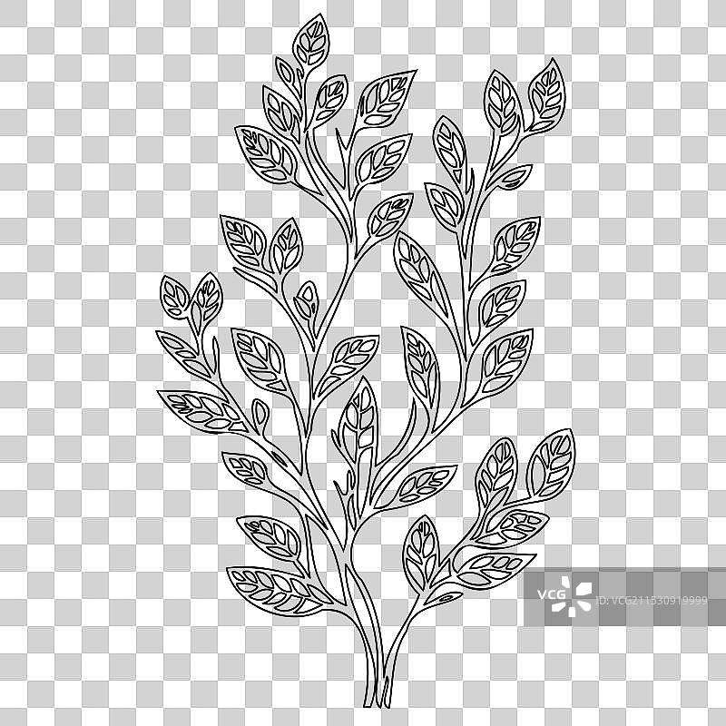 紫藤花植物素描轮廓图片素材