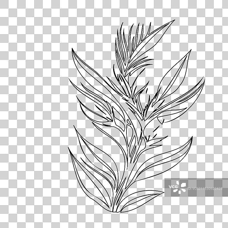 天堂鸟花植物素描轮廓图片素材