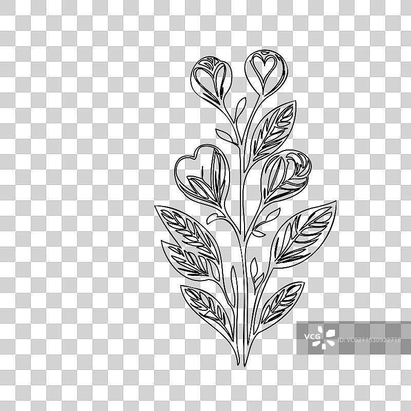 流血心花植物素描轮廓图片素材