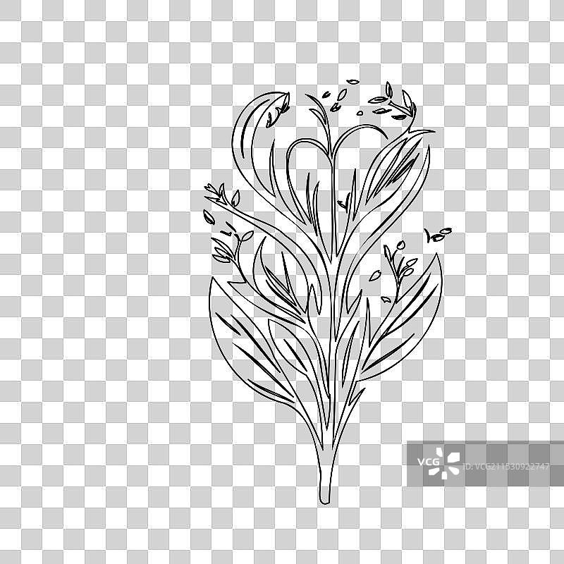 流血心花植物素描轮廓图片素材