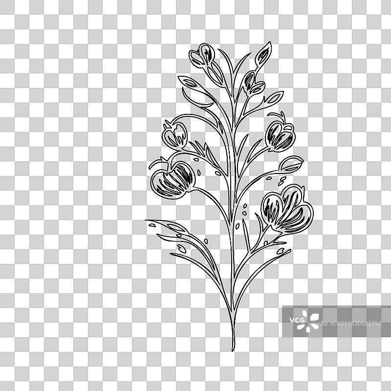 流血心花植物素描轮廓图片素材