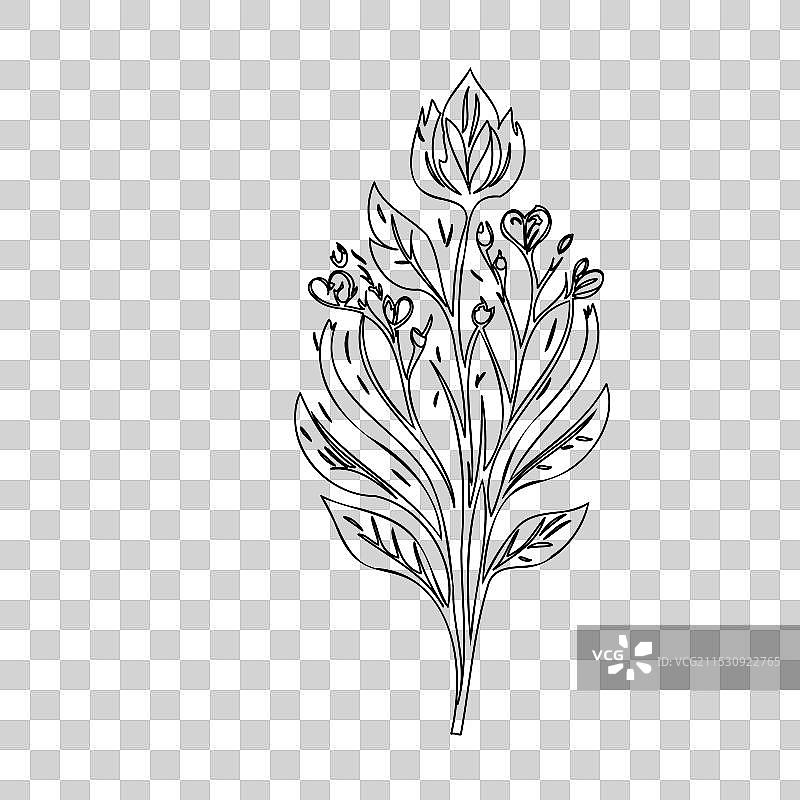 流血心花植物素描轮廓图片素材