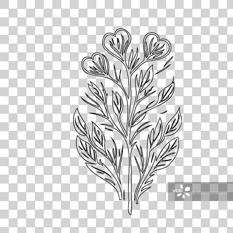 流血心花植物素描轮廓图片素材
