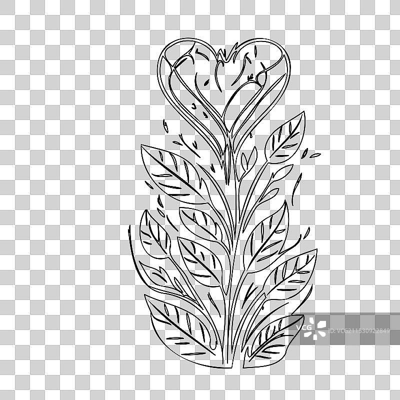 流血心花植物素描轮廓图片素材