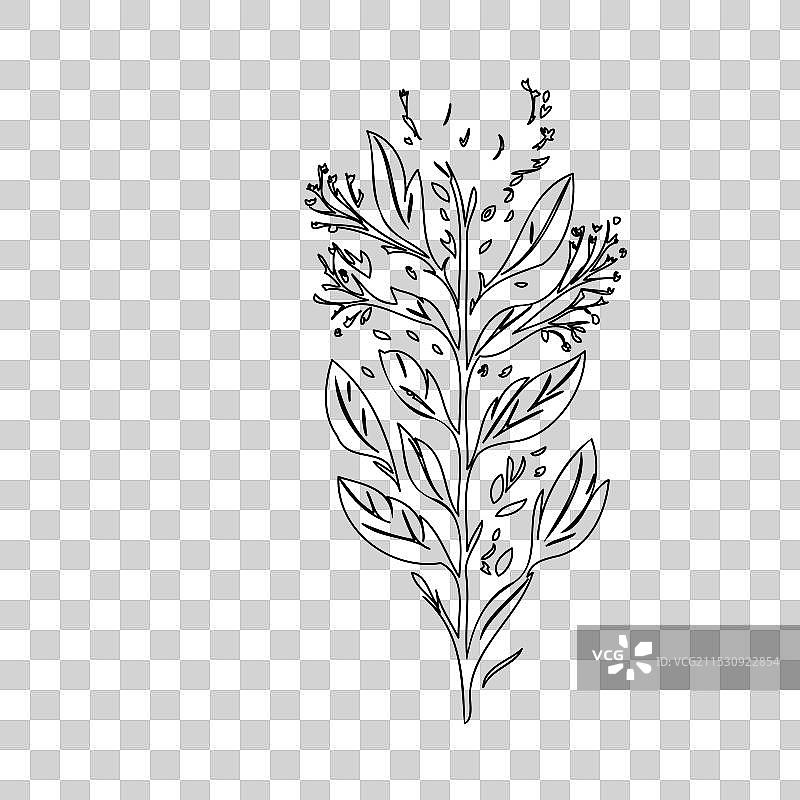 流血心花植物素描轮廓图片素材