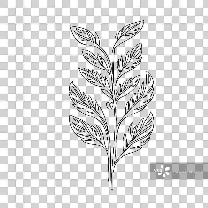 流血心花植物素描轮廓图片素材