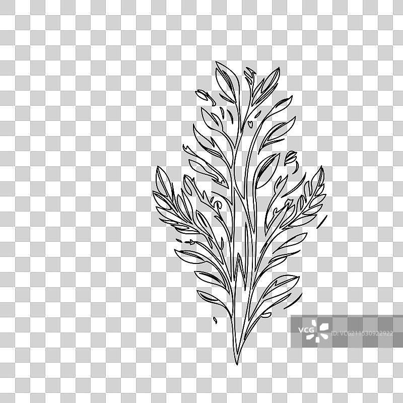 流血心花植物素描轮廓图片素材