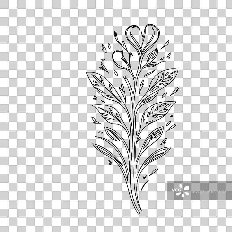 流血心花植物素描轮廓图片素材
