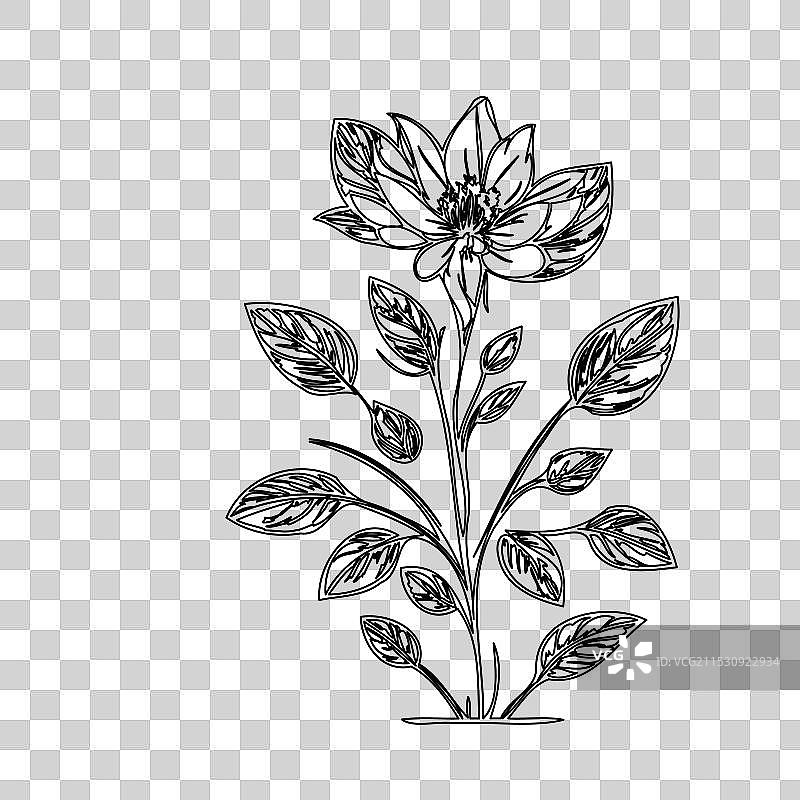 琉璃苣花植物素描轮廓图片素材