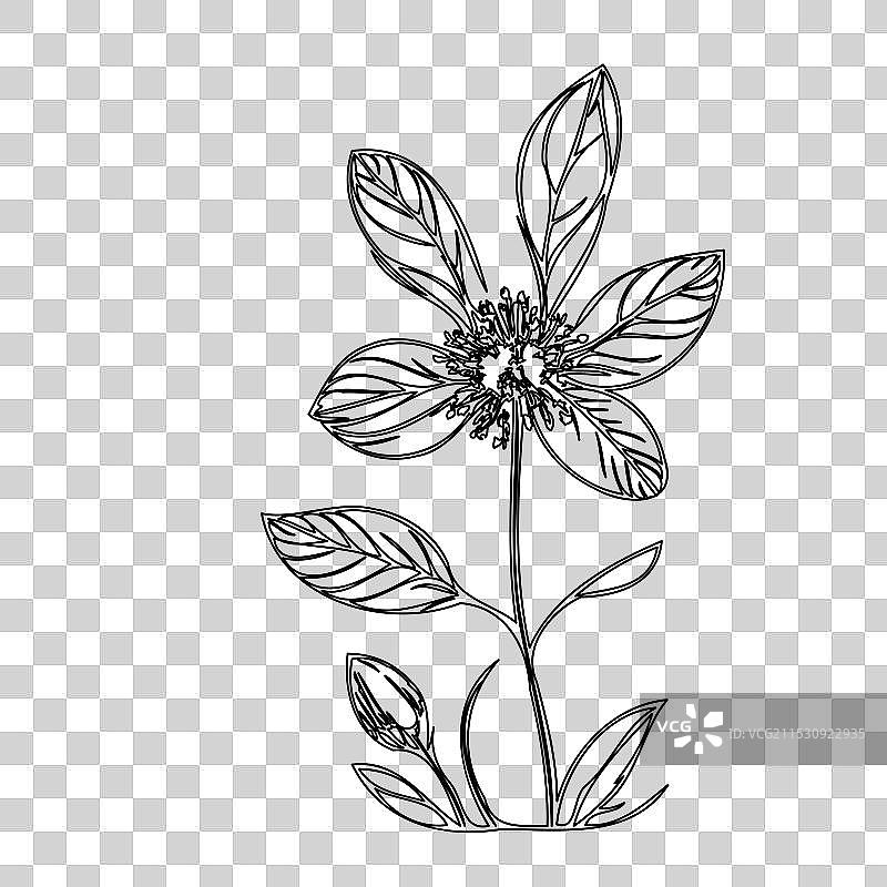 琉璃苣花植物素描轮廓图片素材