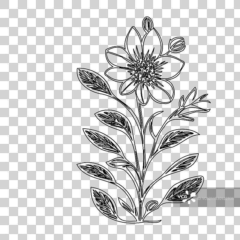 琉璃苣花植物素描轮廓图片素材