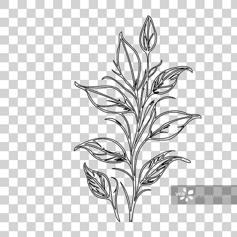 琉璃苣花植物素描轮廓图片素材