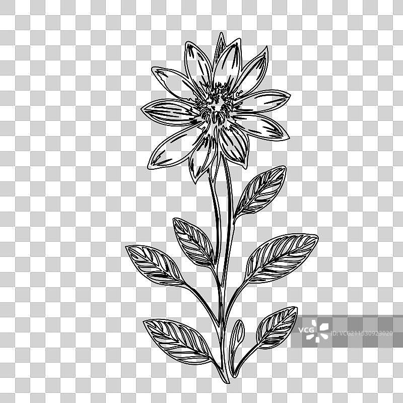 琉璃苣花植物素描轮廓图片素材