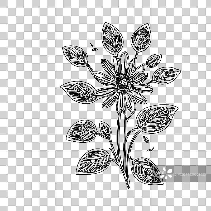 琉璃苣花植物素描轮廓图片素材