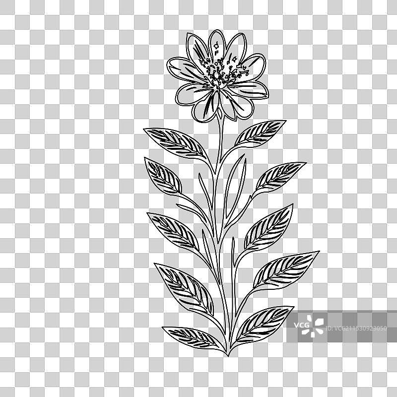 琉璃苣花植物素描轮廓图片素材