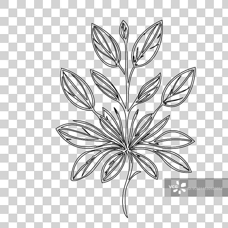 琉璃苣花植物素描轮廓图片素材