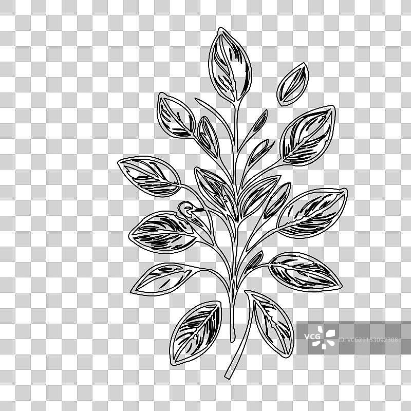 琉璃苣花植物素描轮廓图片素材