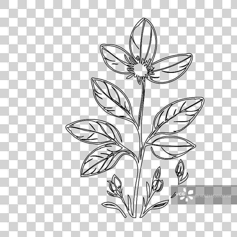 琉璃苣花植物素描轮廓图片素材