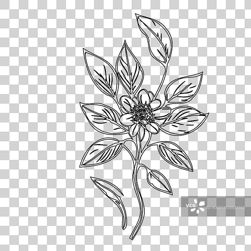 琉璃苣花植物素描轮廓图片素材