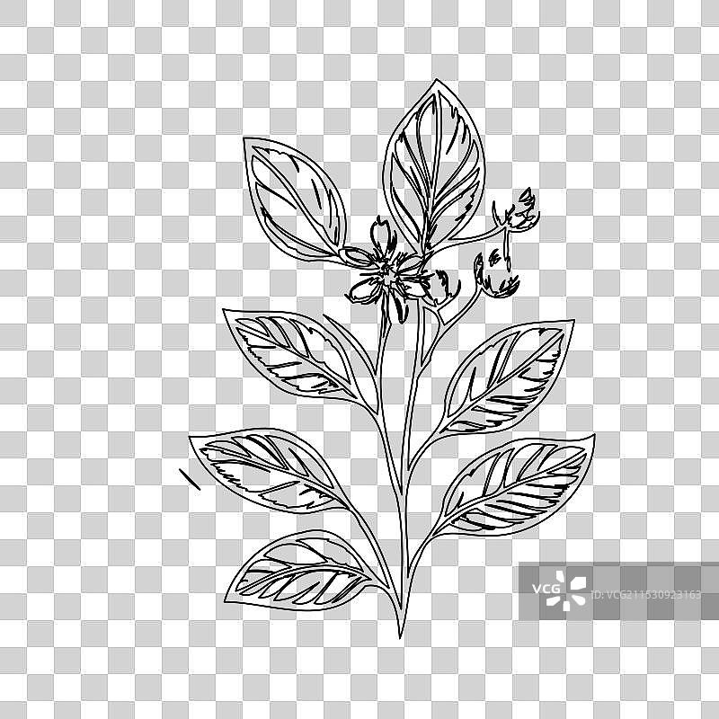 琉璃苣花植物素描轮廓图片素材