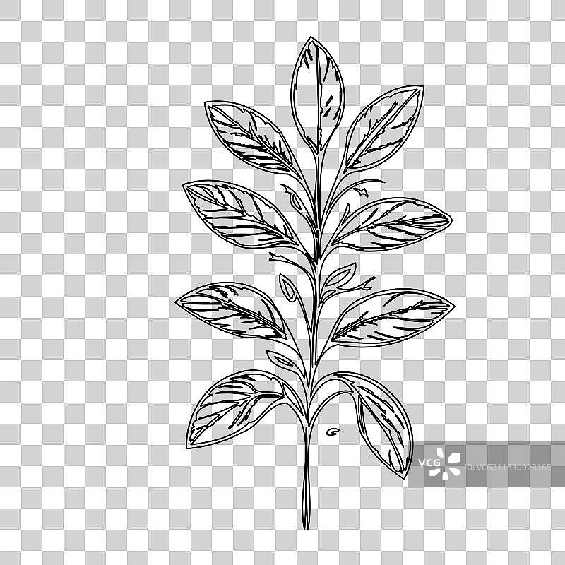 琉璃苣花植物素描轮廓图片素材