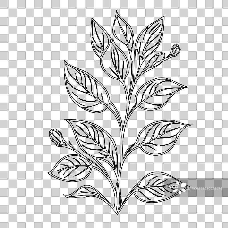 琉璃苣花植物素描轮廓图片素材