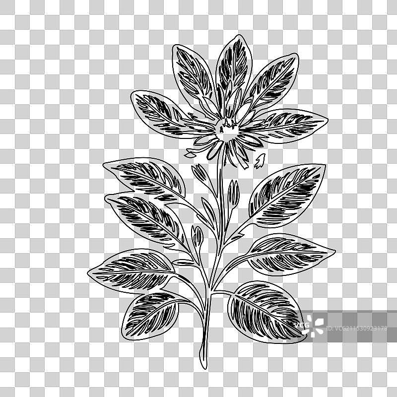 琉璃苣花植物素描轮廓图片素材