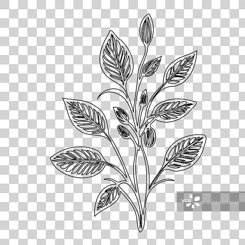 琉璃苣花植物素描轮廓图片素材