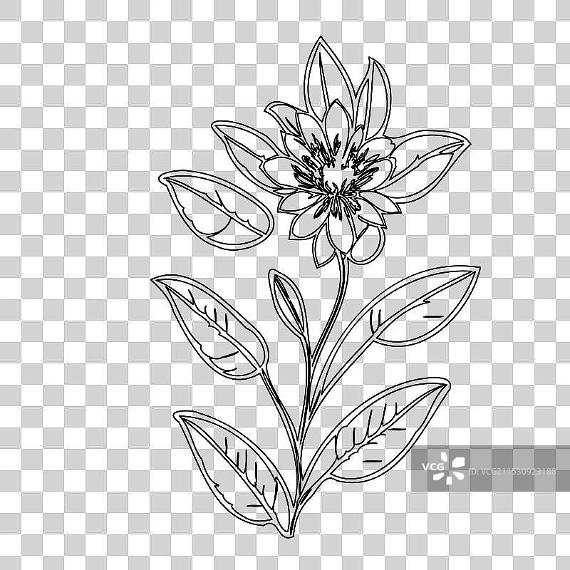 琉璃苣花植物素描轮廓图片素材