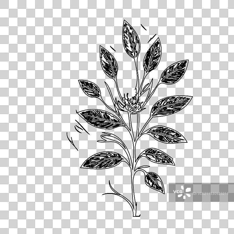 琉璃苣花植物素描轮廓图片素材