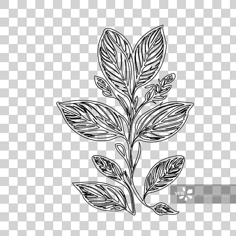 琉璃苣花植物素描轮廓图片素材