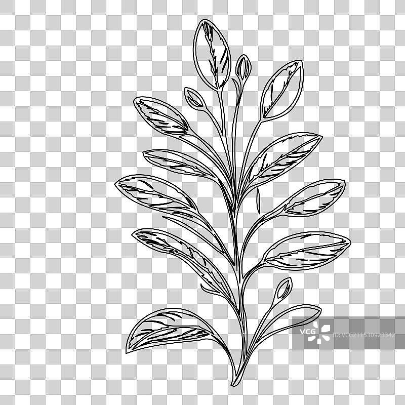 琉璃苣花植物素描轮廓图片素材