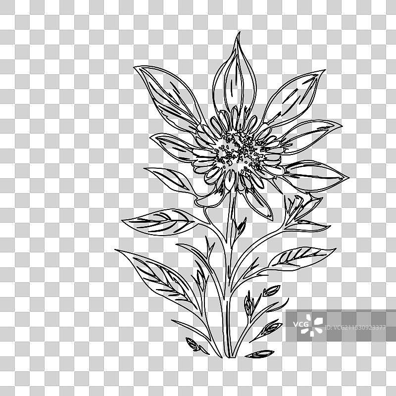 琉璃苣花植物素描轮廓图片素材