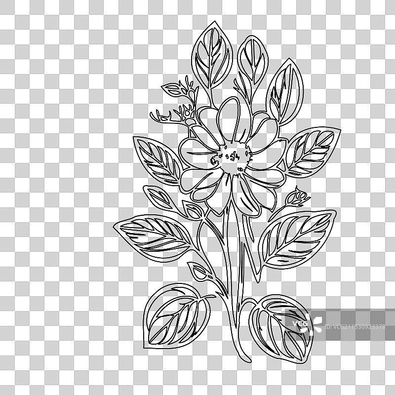 琉璃苣花植物素描轮廓图片素材