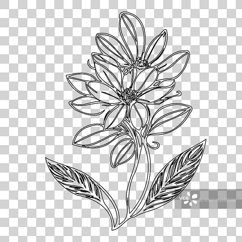 琉璃苣花植物素描轮廓图片素材