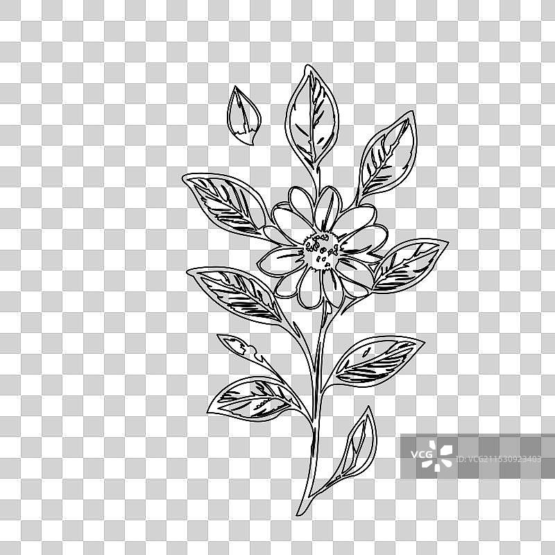 琉璃苣花植物素描轮廓图片素材