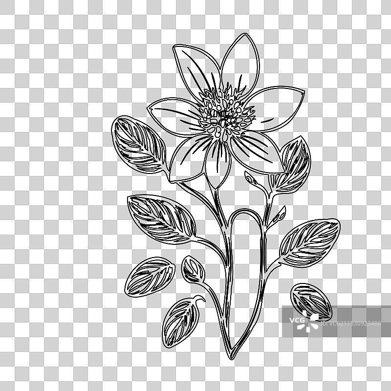 琉璃苣花植物素描轮廓图片素材