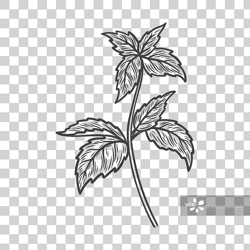 薄荷的素描画图片素材