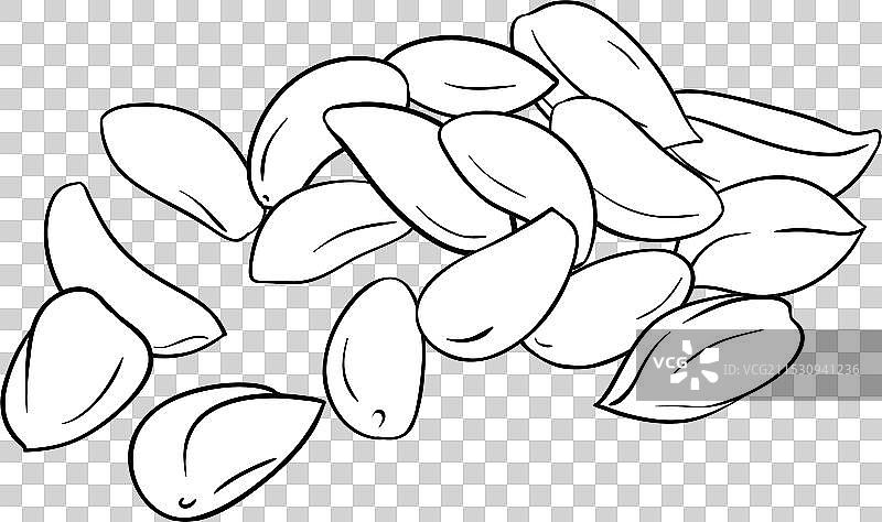 巴西坚果轮廓图 isolated图片素材