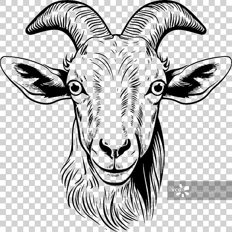 可爱的农场山羊肖像手绘素描图片素材