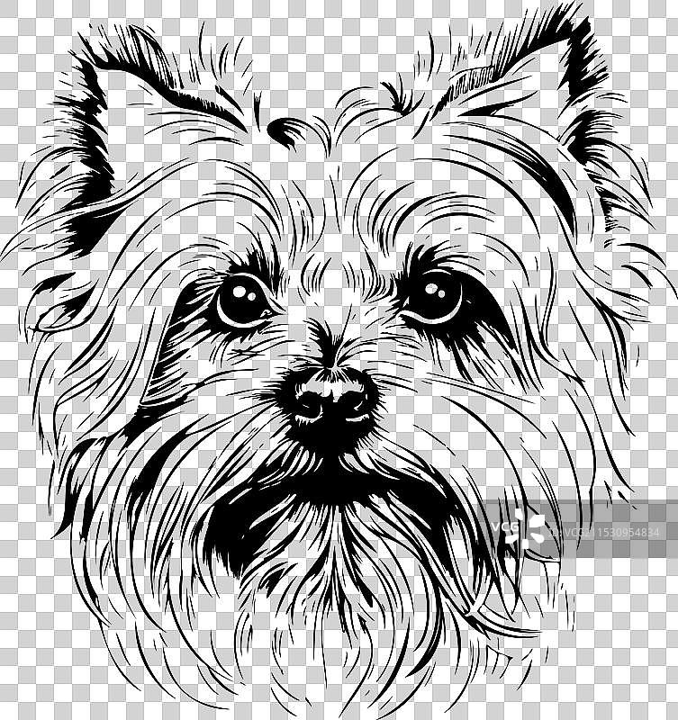 可爱的约克夏犬素描肖像图片素材